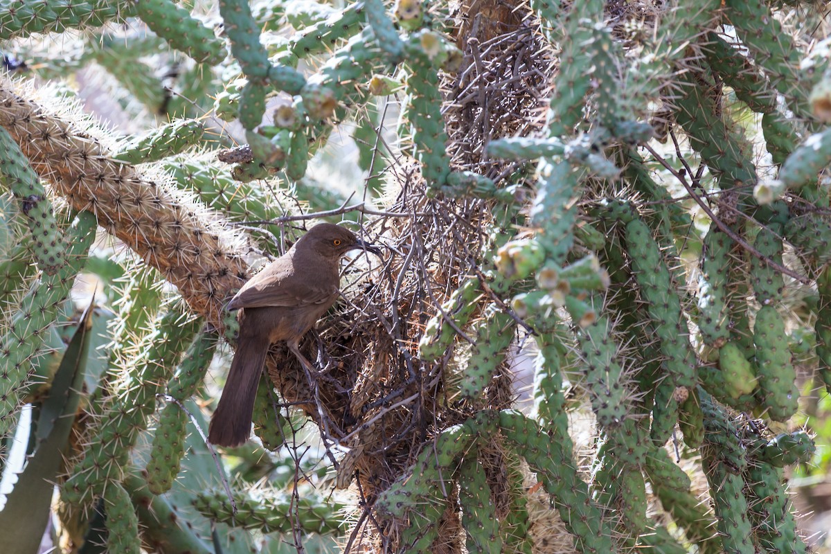 Curve-billed Thrasher - ML638870730