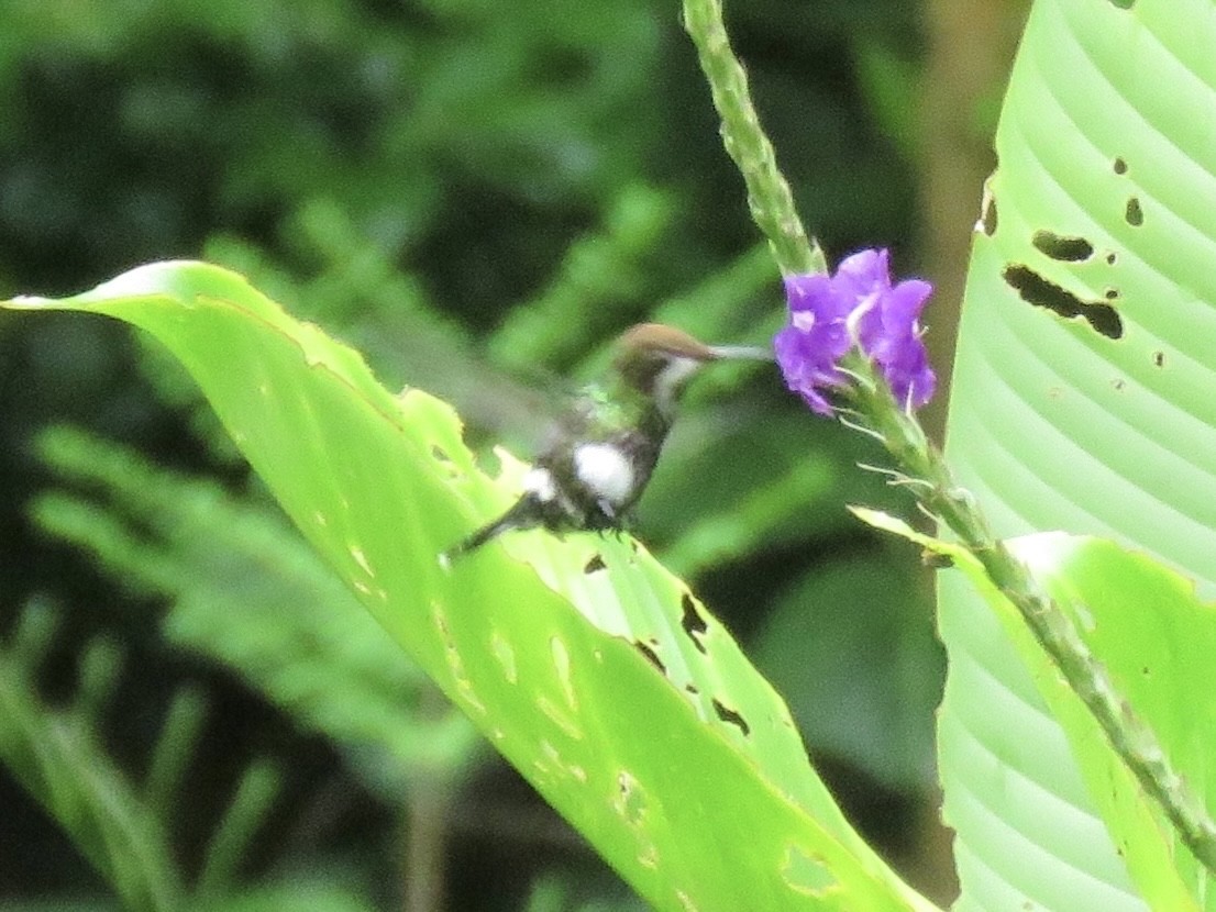 Black-bellied Thorntail - ML638870807
