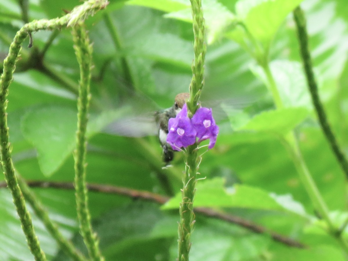 Black-bellied Thorntail - ML638870808