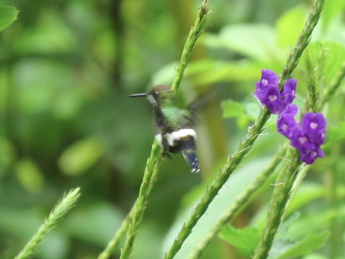Black-bellied Thorntail - ML638870810