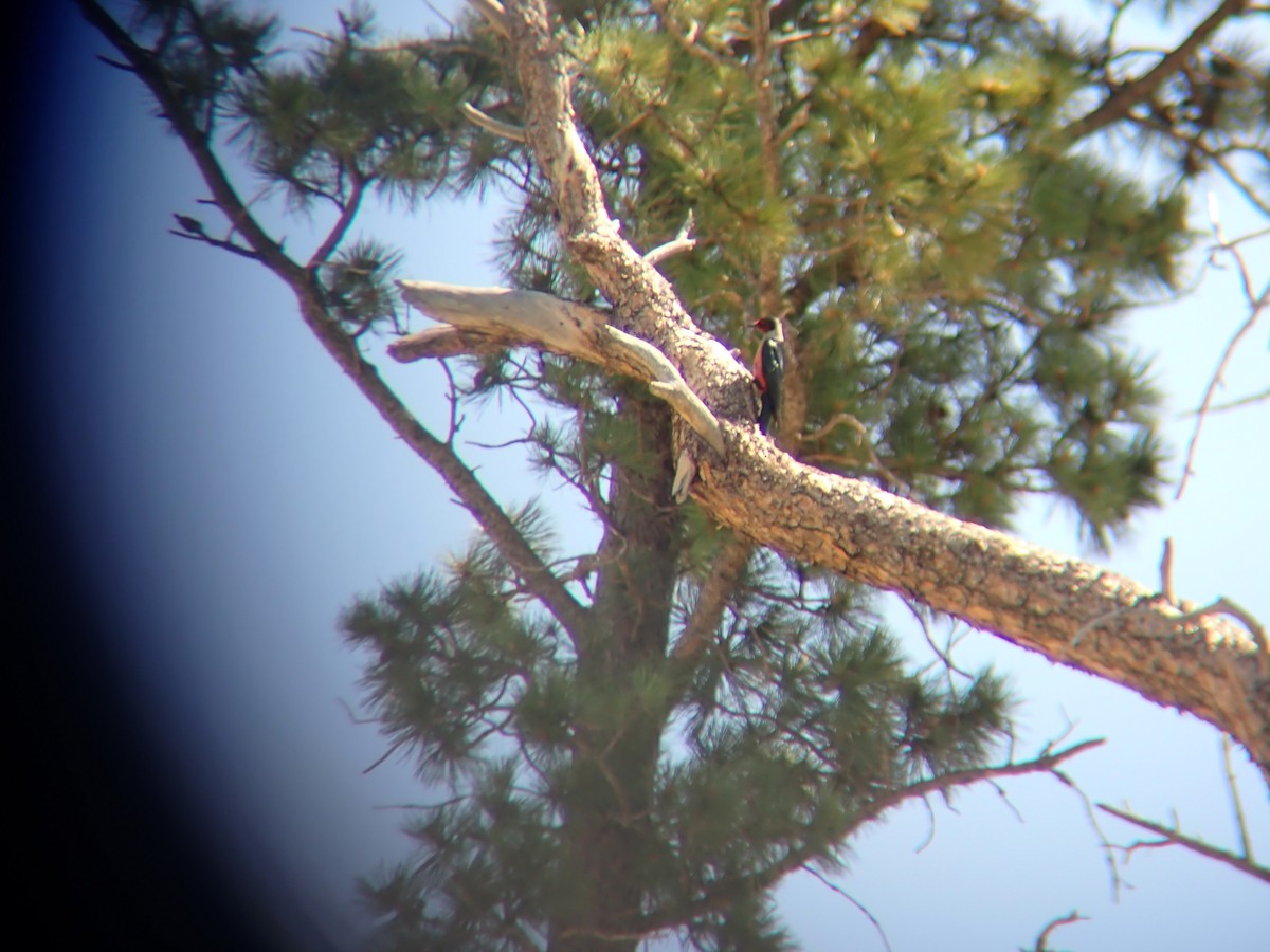 Lewis's Woodpecker - ML638870883