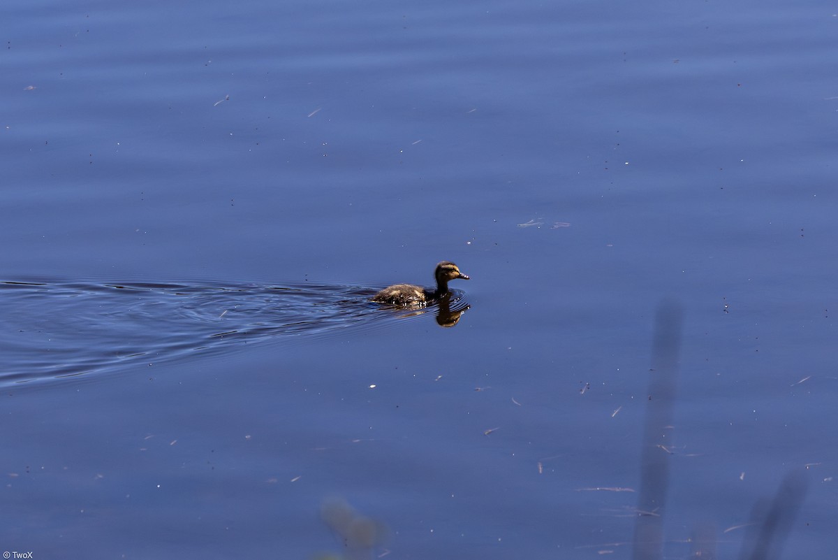 Mallard - ML638870933