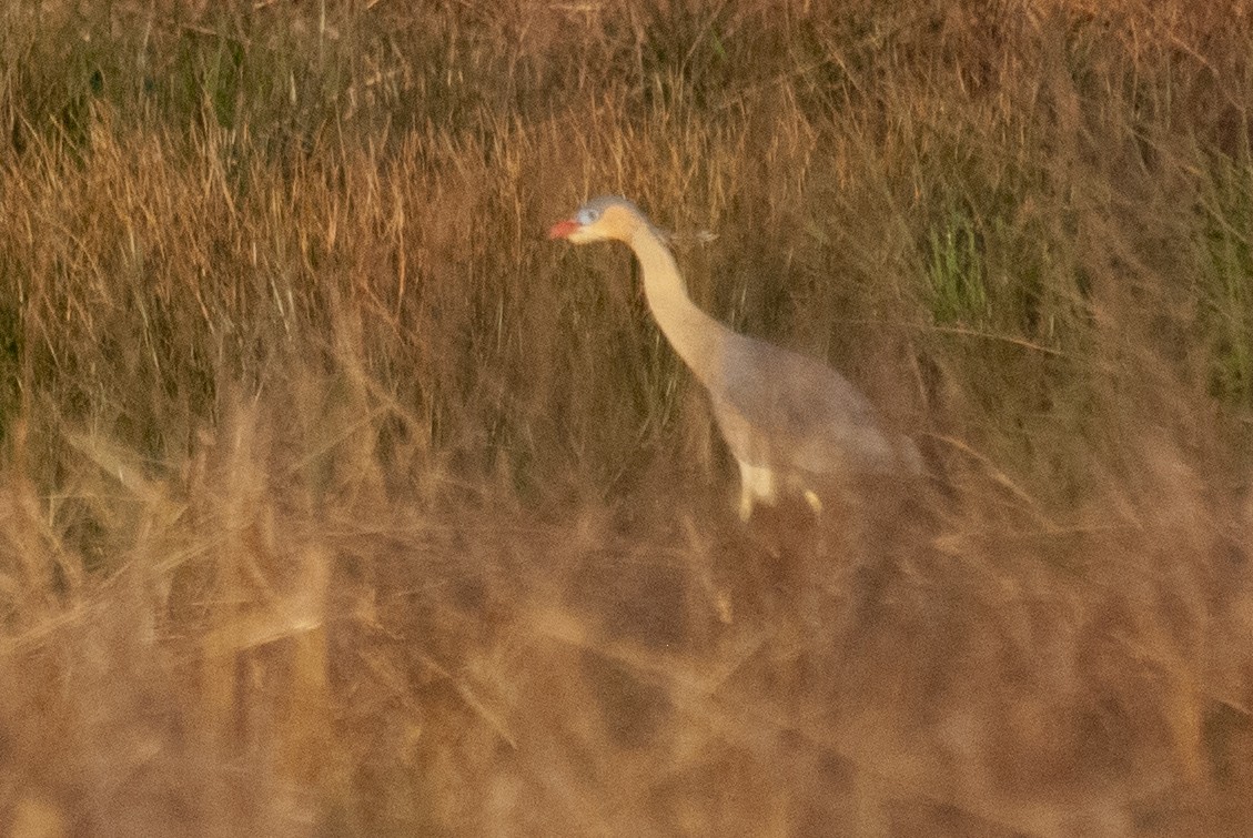 Whistling Heron - ML638871012