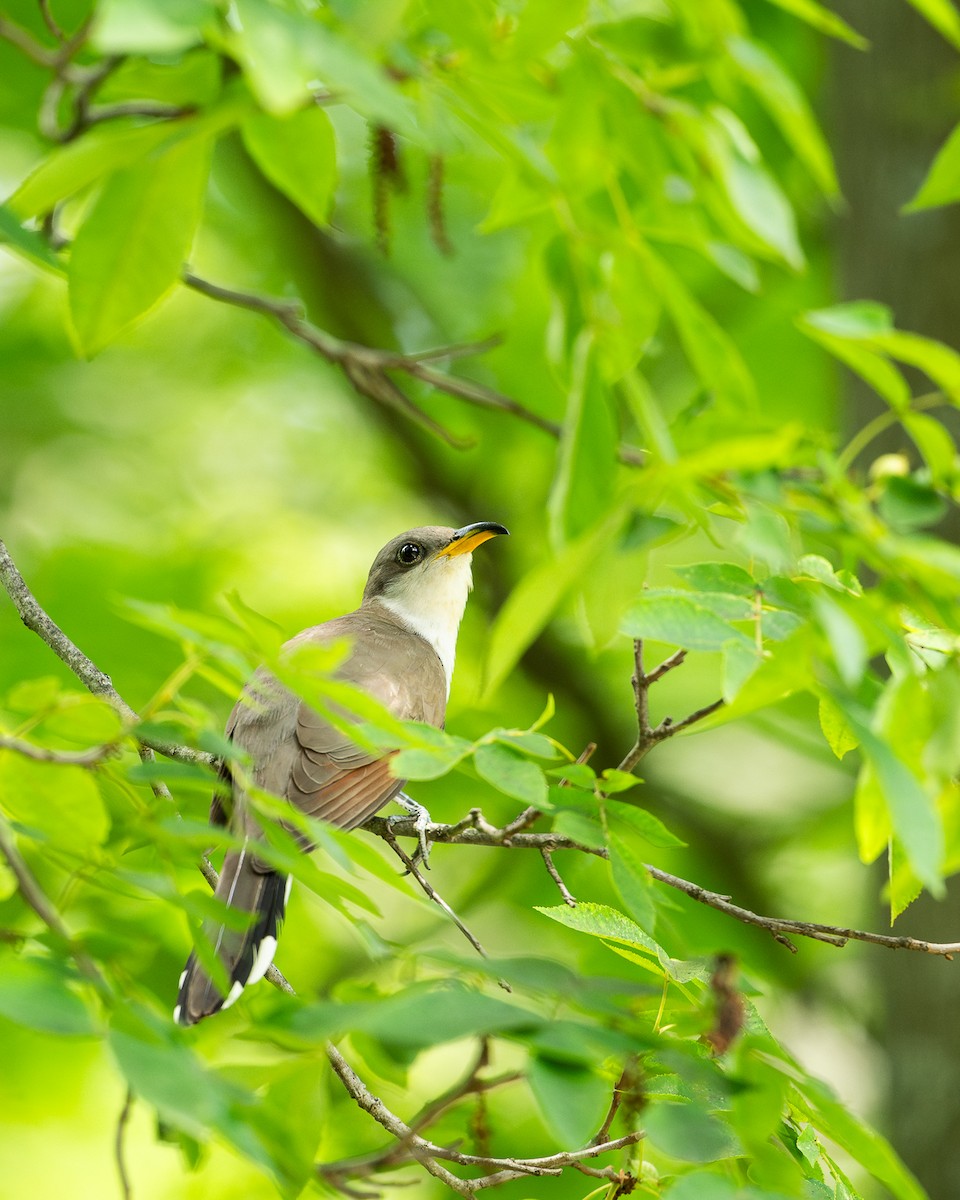 Yellow-billed Cuckoo - ML638871020