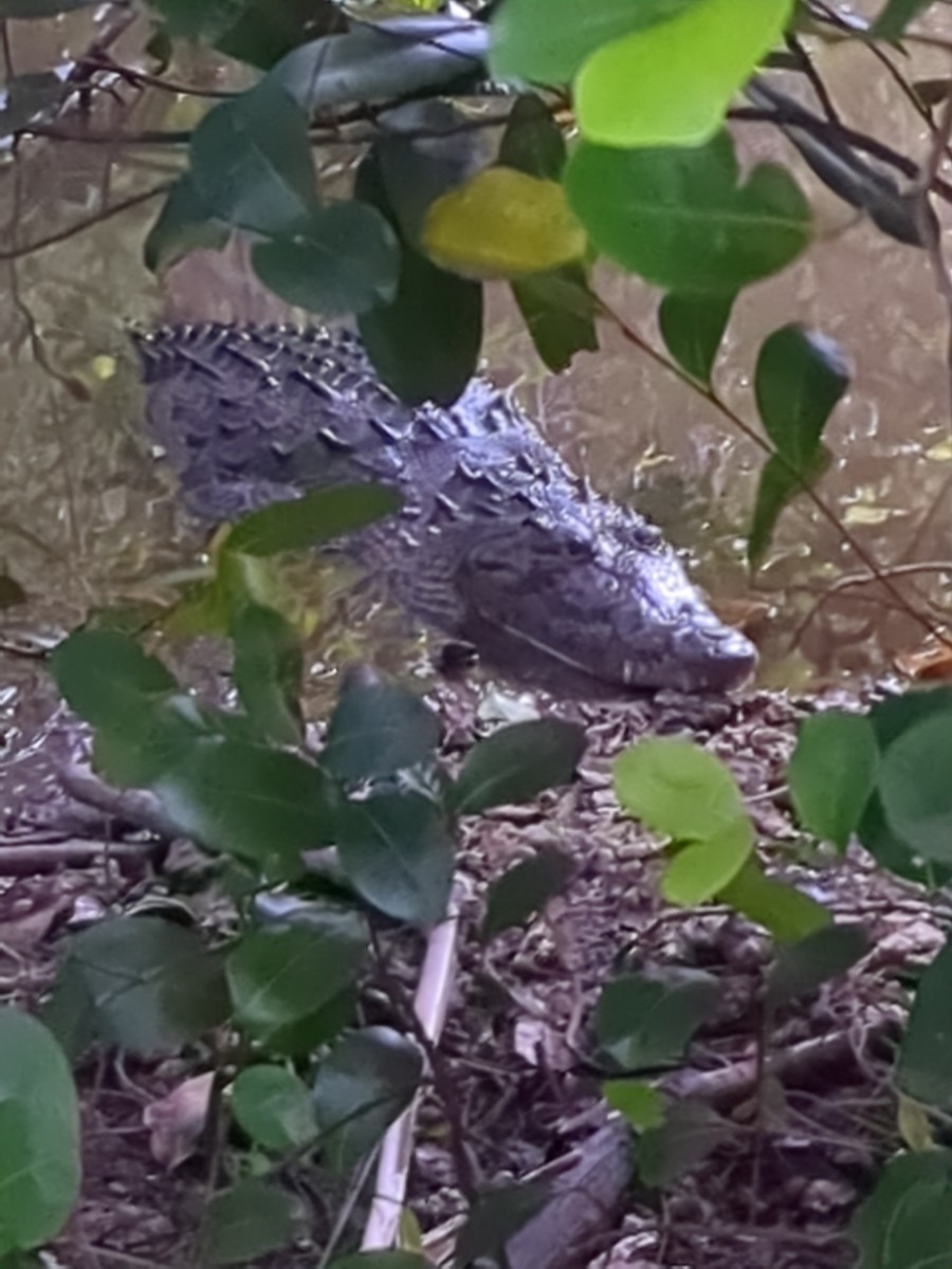 Animals - ML638871206