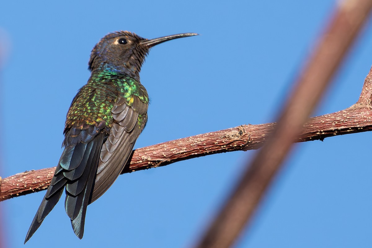 Swallow-tailed Hummingbird - ML638871233
