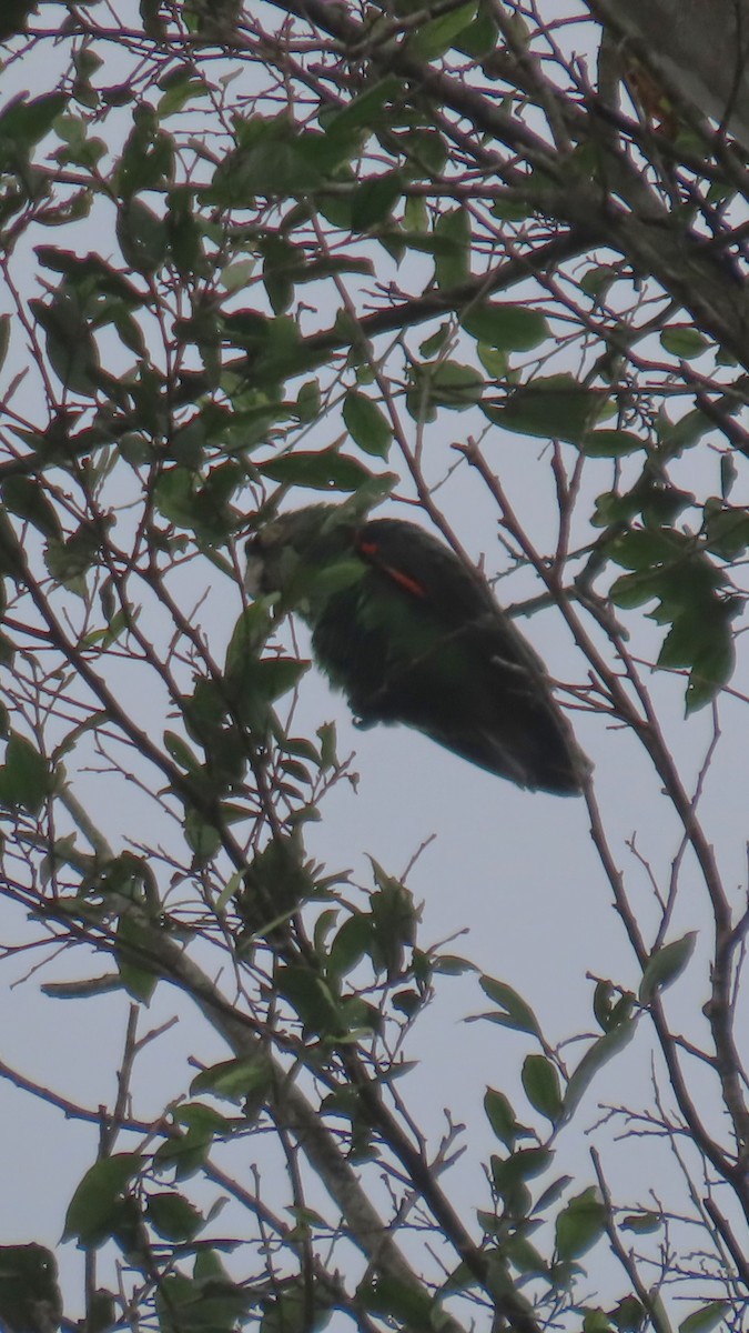 ズアカハネナガインコ（fantiensis） - ML638871237