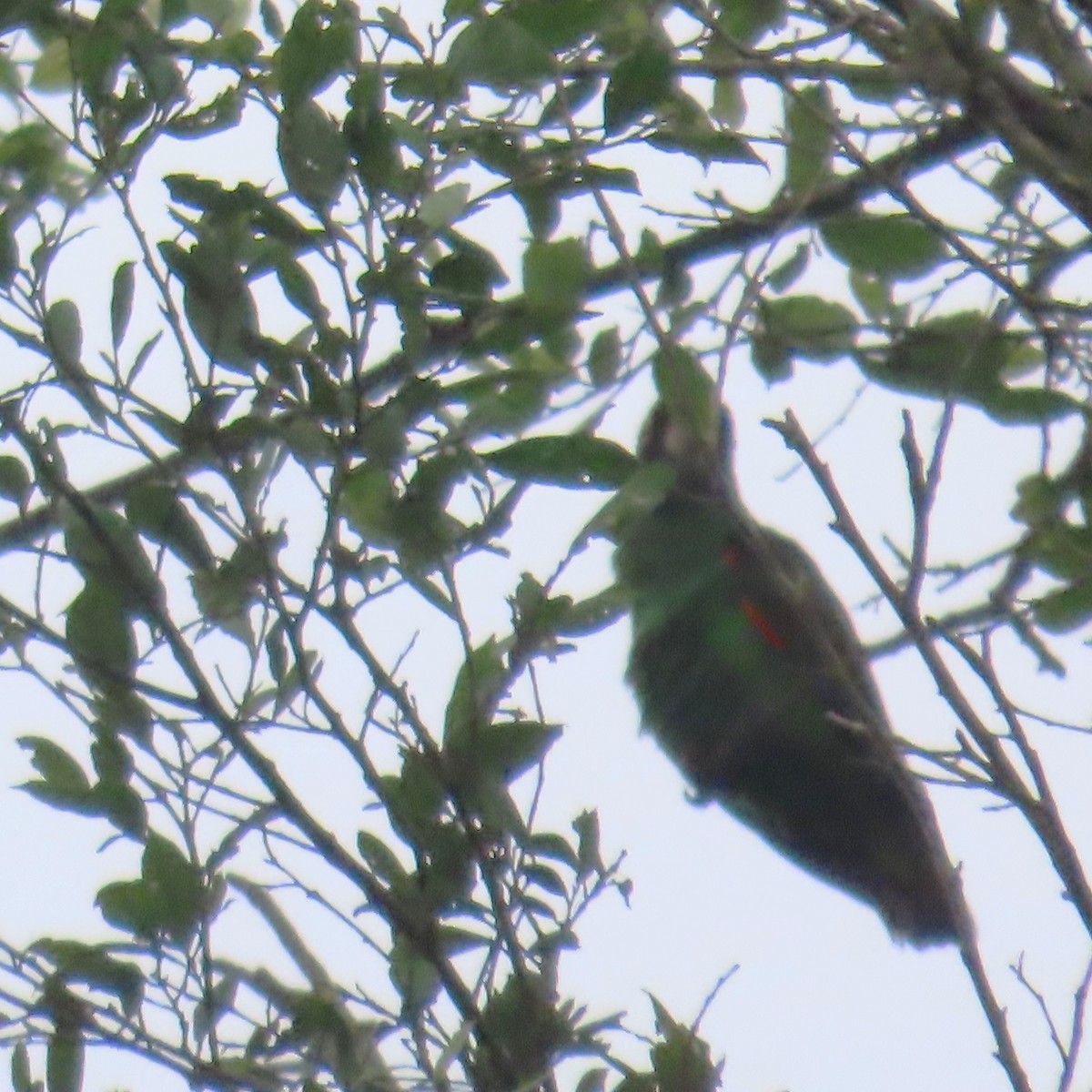 ズアカハネナガインコ（fantiensis） - ML638871238
