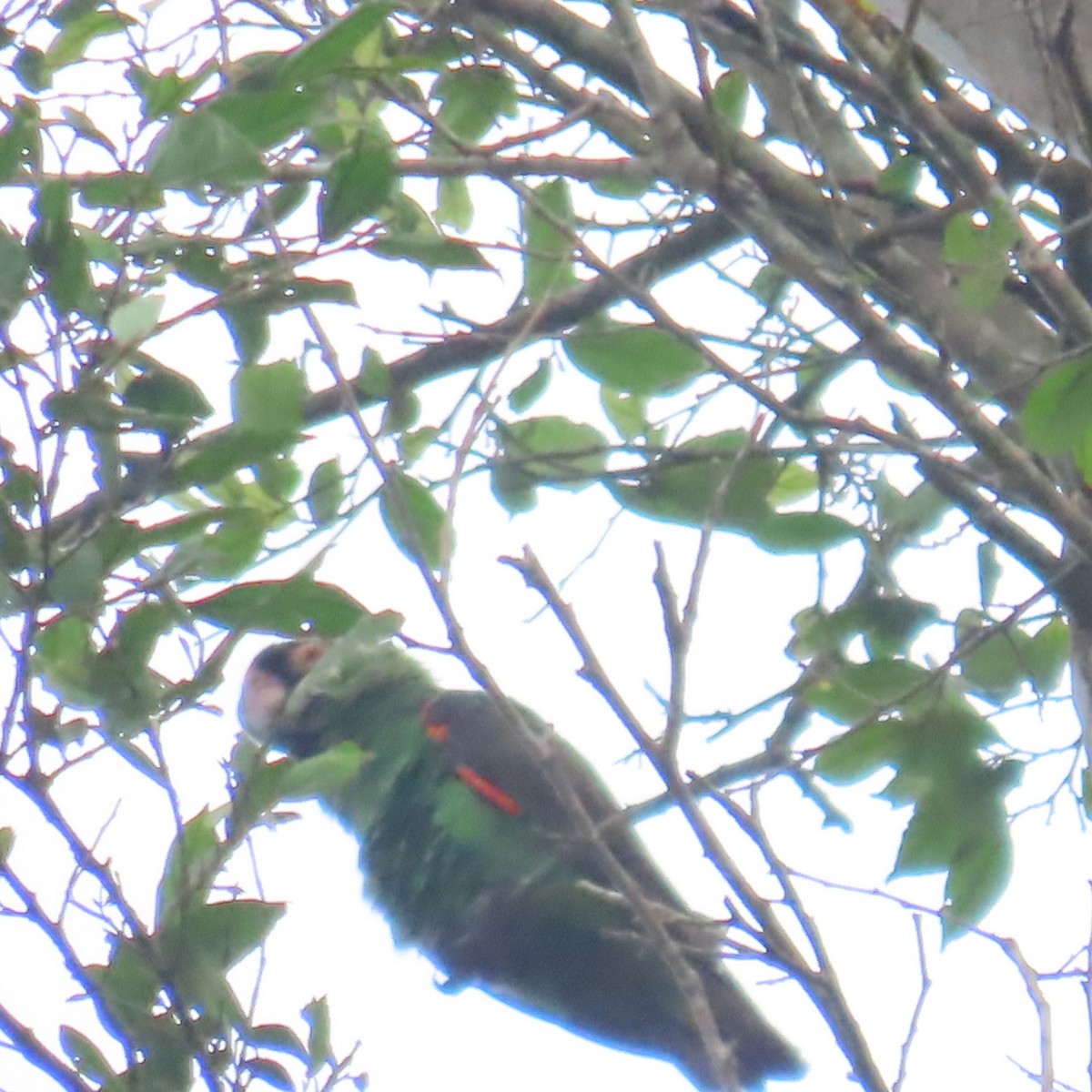 ズアカハネナガインコ（fantiensis） - ML638871239
