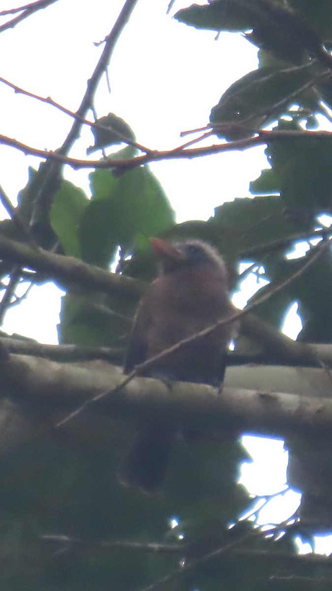 Naked-faced Barbet (Naked-faced) - ML638871260