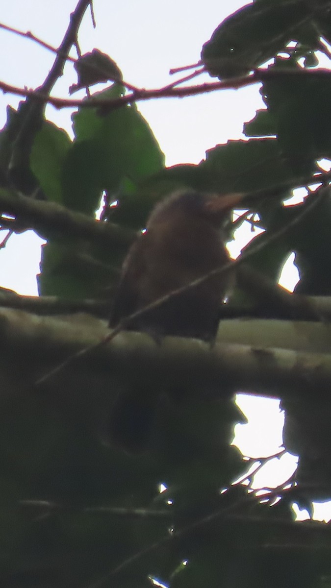 Naked-faced Barbet (Naked-faced) - ML638871261