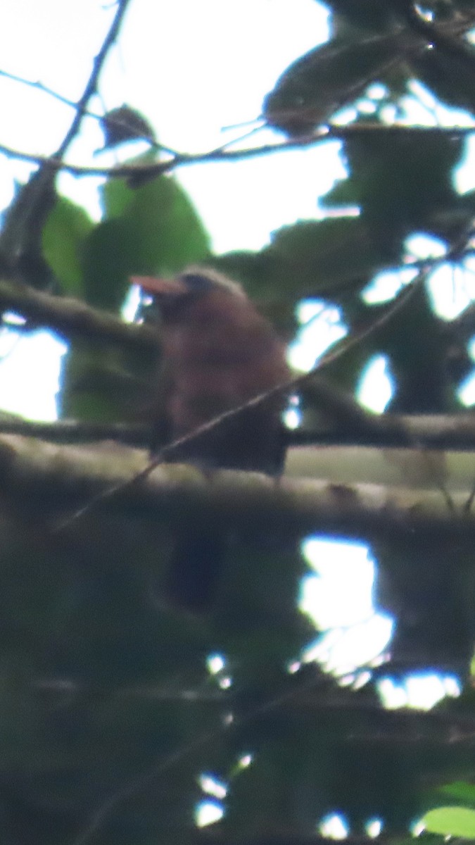 Naked-faced Barbet (Naked-faced) - ML638871262