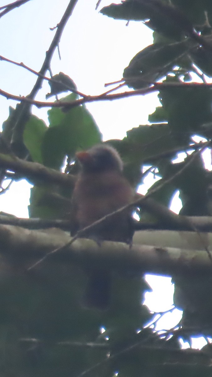 Naked-faced Barbet (Naked-faced) - ML638871263