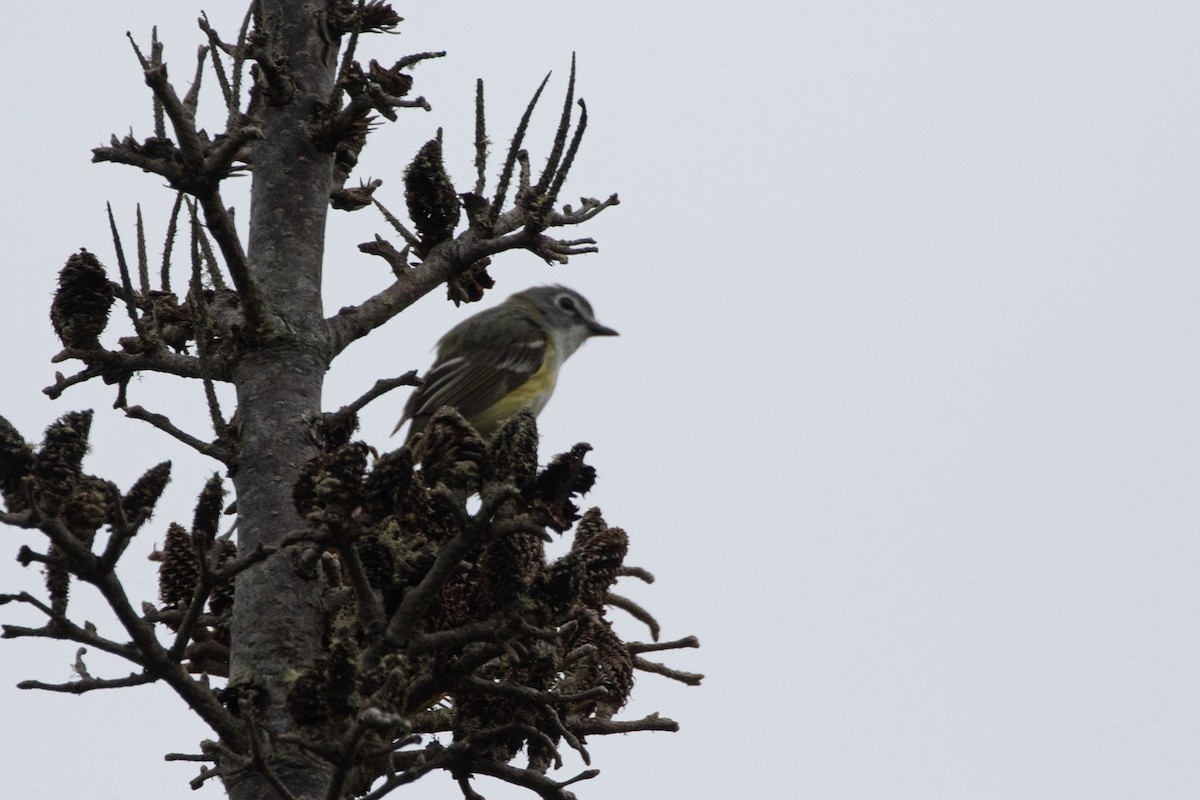 Blue-headed Vireo - ML638871370