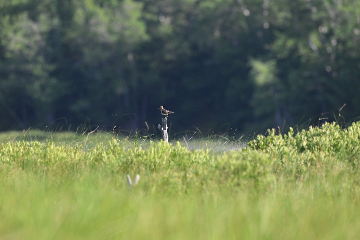 Wilson's Snipe - ML638871441