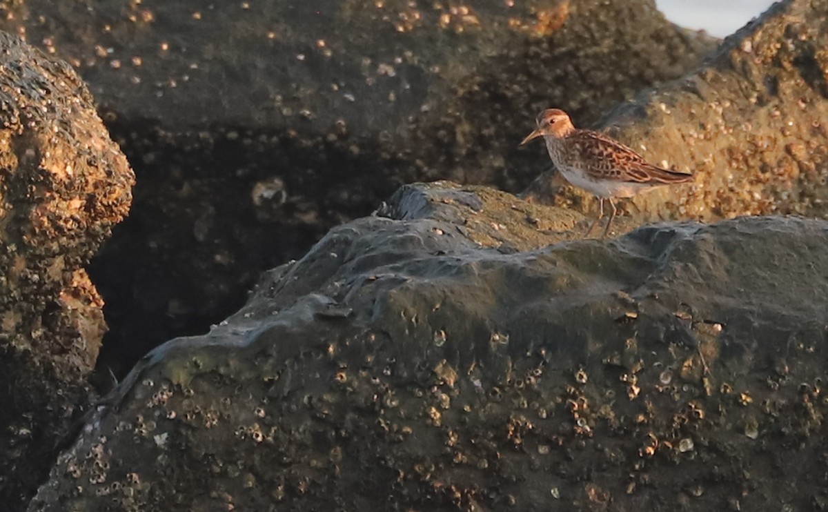 Least Sandpiper - ML638871443
