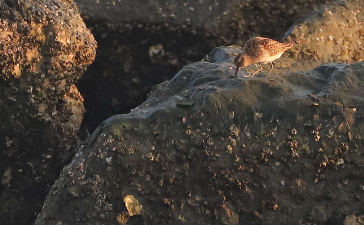 Least Sandpiper - ML638871447