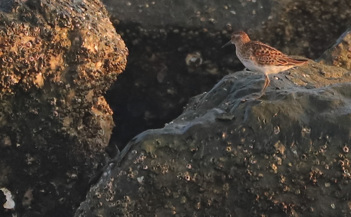 Least Sandpiper - ML638871461