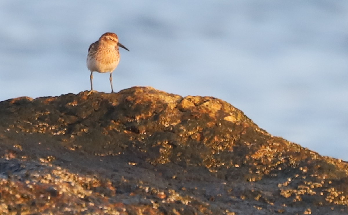 Least Sandpiper - ML638871469