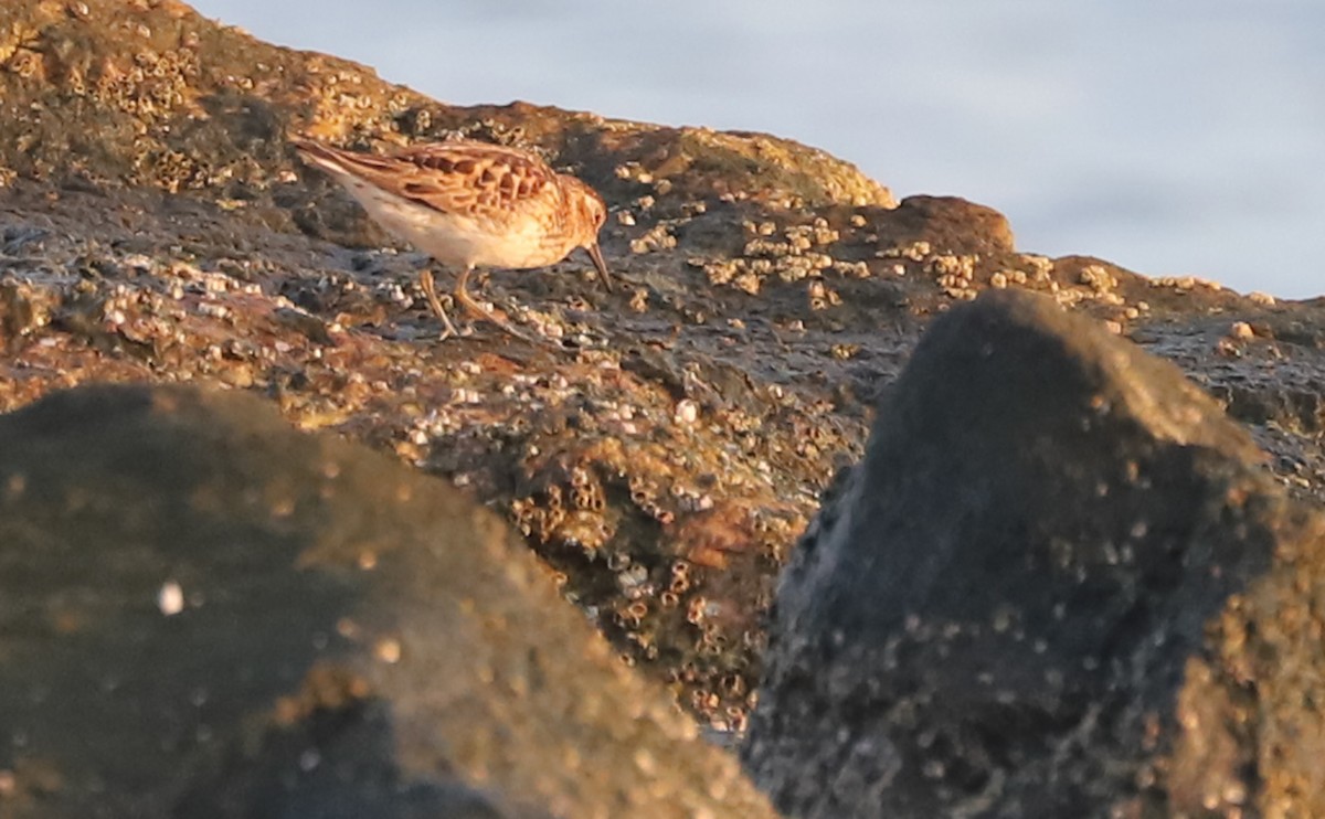 Least Sandpiper - ML638871505