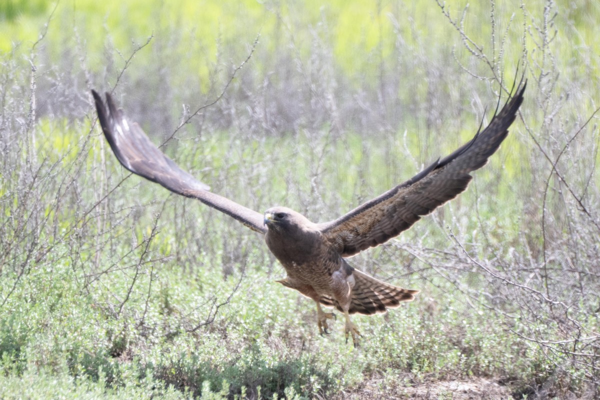 Swainson's Hawk - ML638871508
