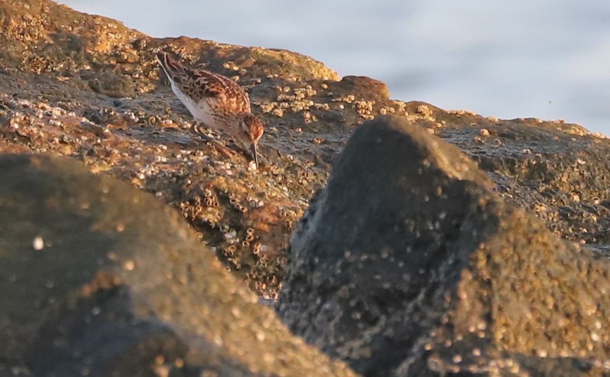 Least Sandpiper - ML638871509