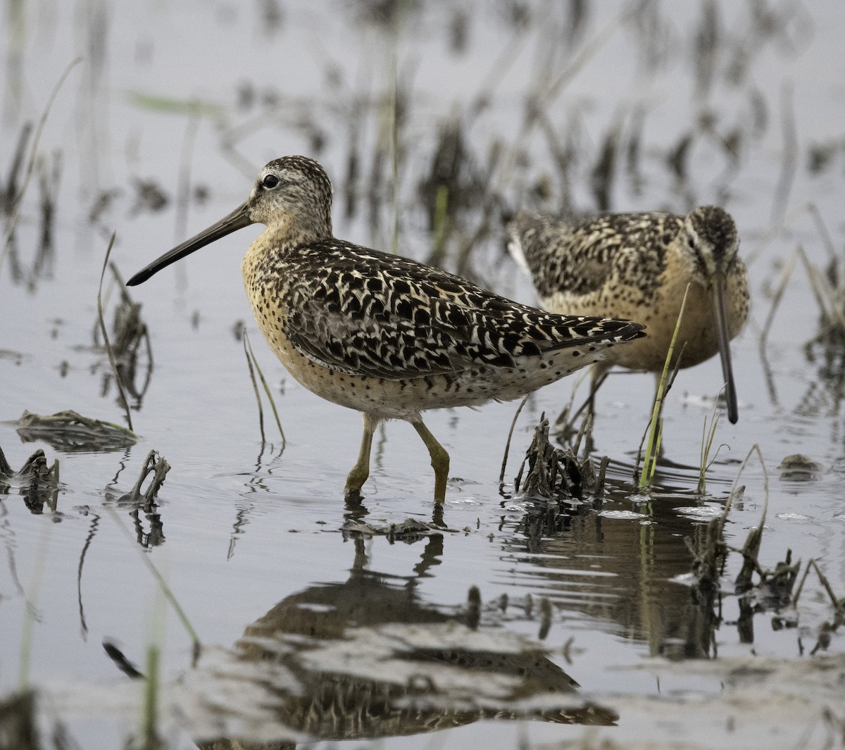 Short-billed Dowitcher - ML638871515