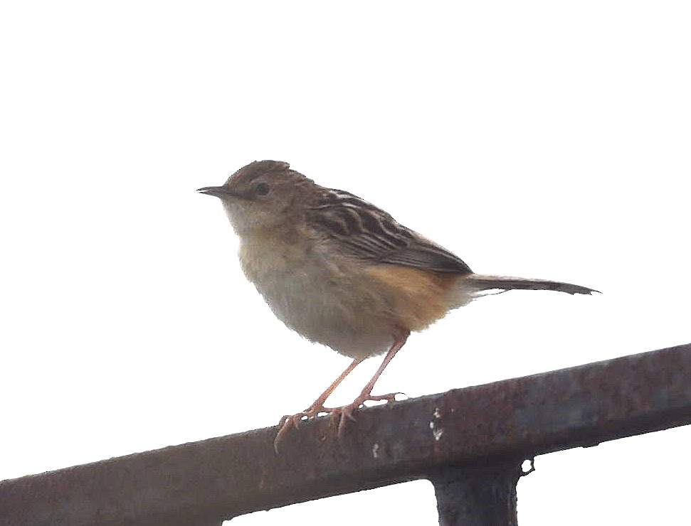 Zitting Cisticola - ML638871523