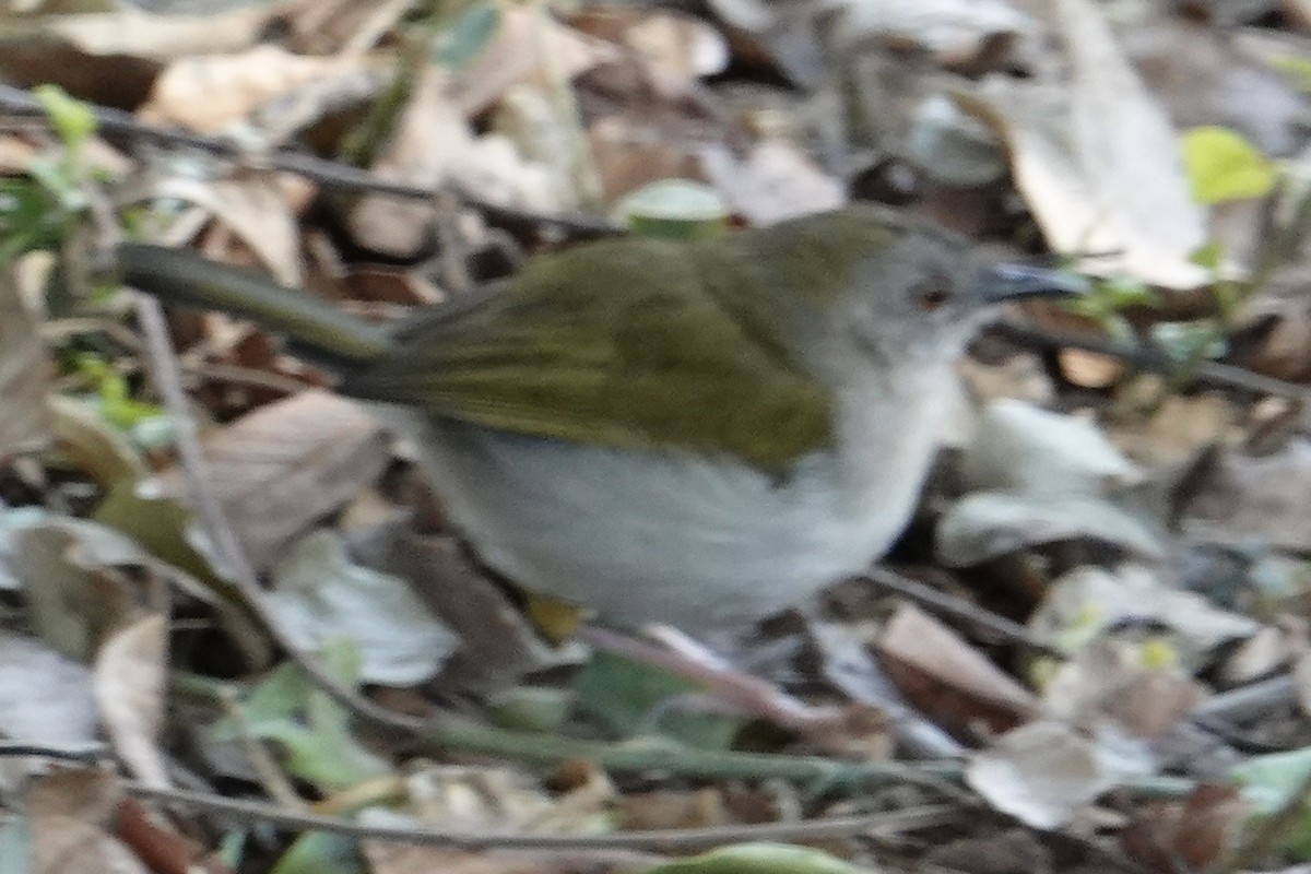 Green-backed Camaroptera - ML638871540