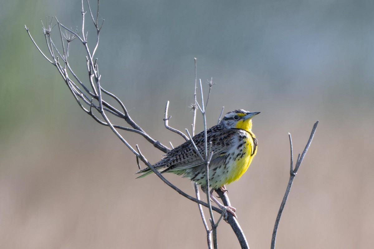 Western Meadowlark - ML638871556