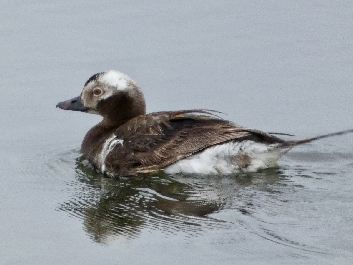 Long-tailed Duck - ML638871572