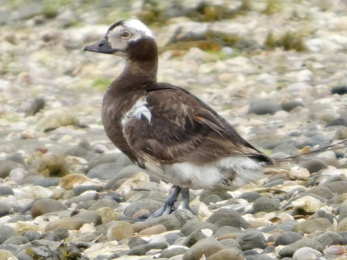 Long-tailed Duck - ML638871575