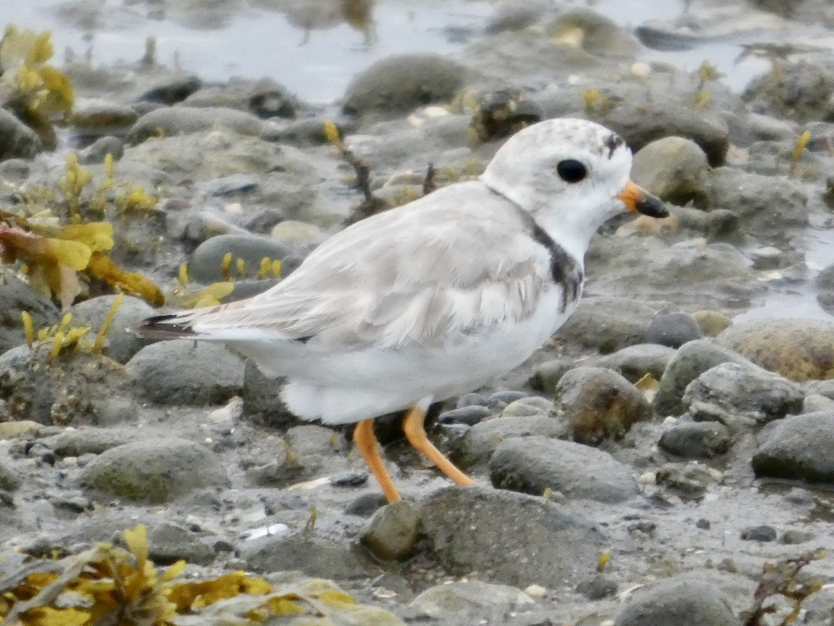 Piping Plover - ML638871590