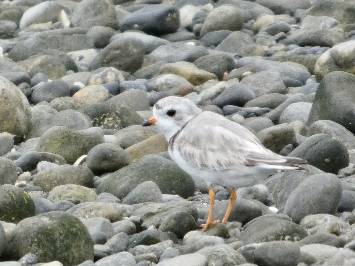 Piping Plover - ML638871591