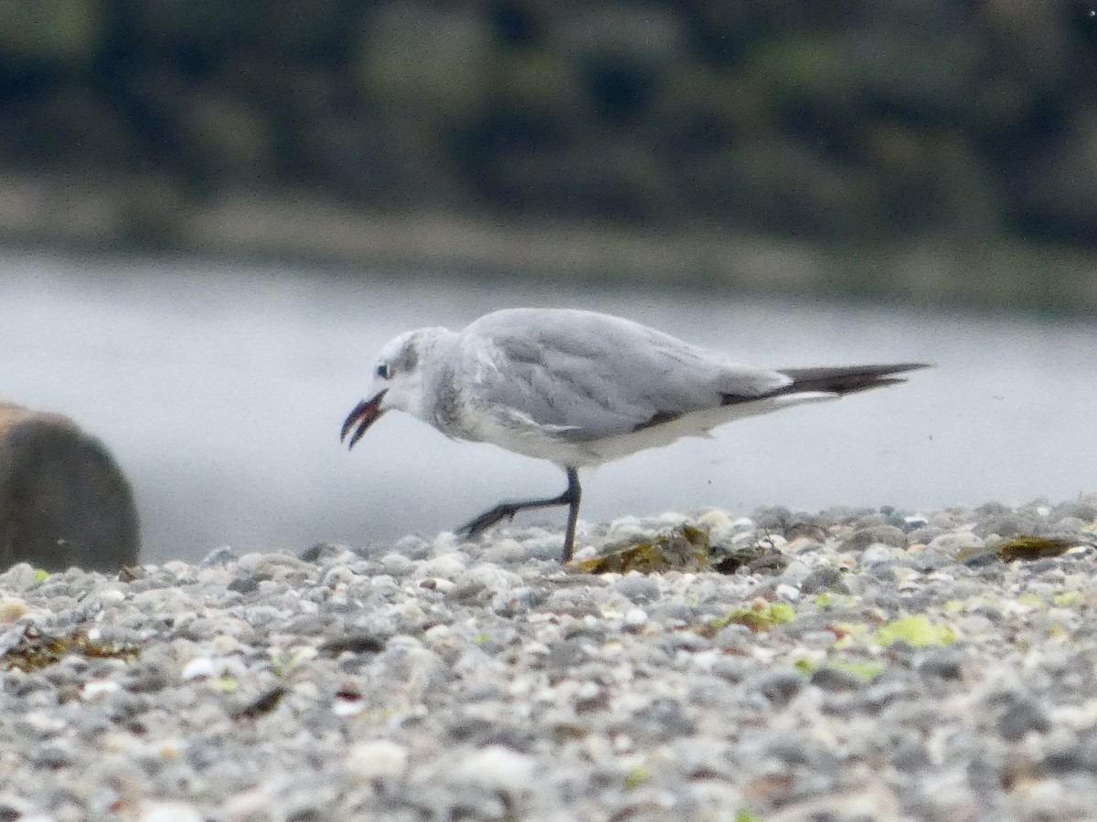 Laughing Gull - ML638871600