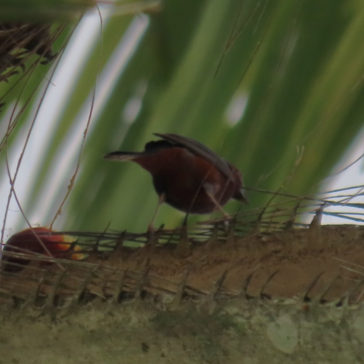 Chestnut-breasted Nigrita - ML638871614
