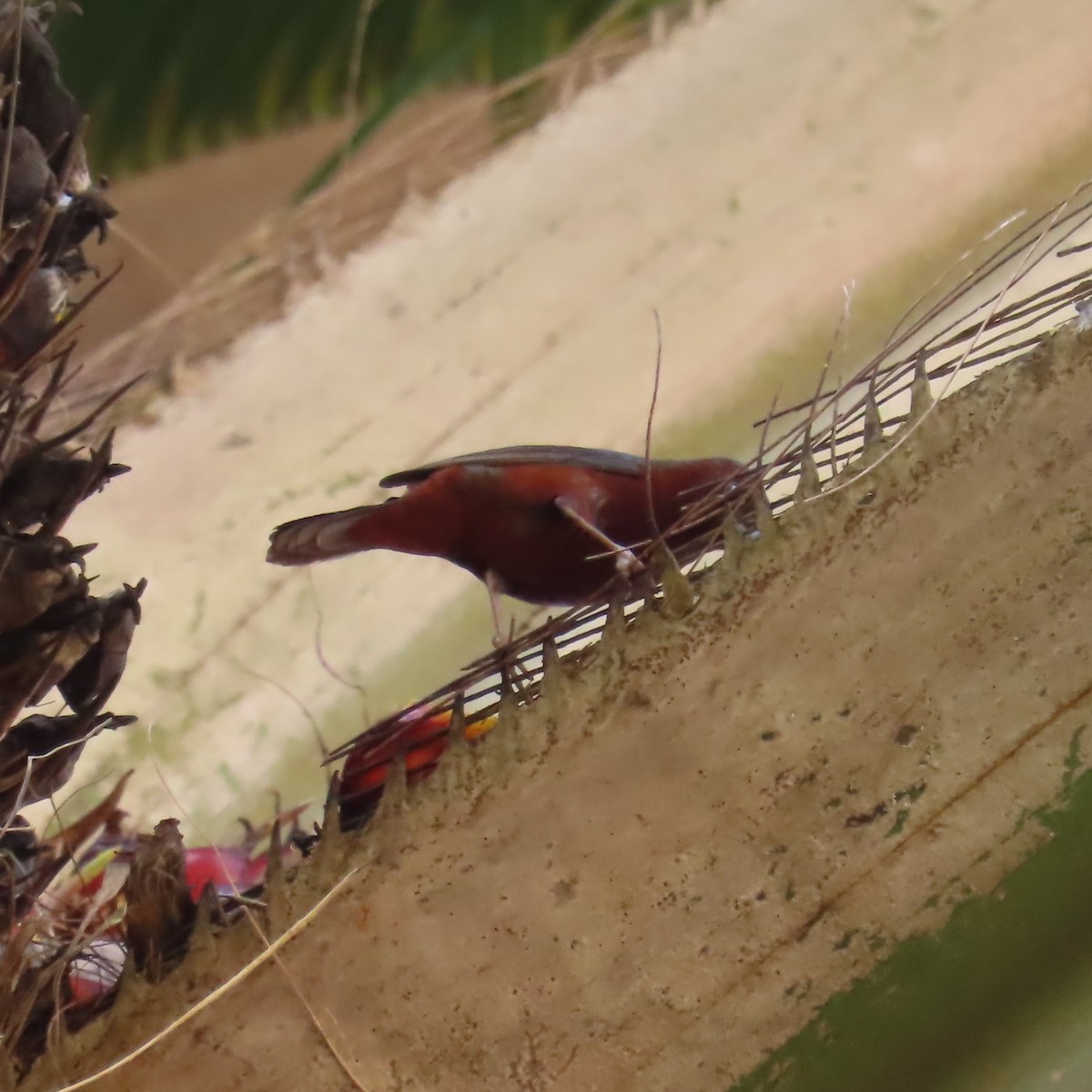 Chestnut-breasted Nigrita - ML638871615