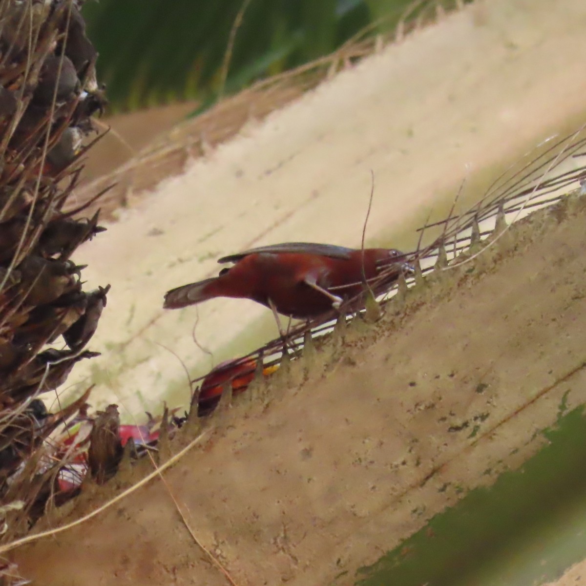 Chestnut-breasted Nigrita - ML638871616