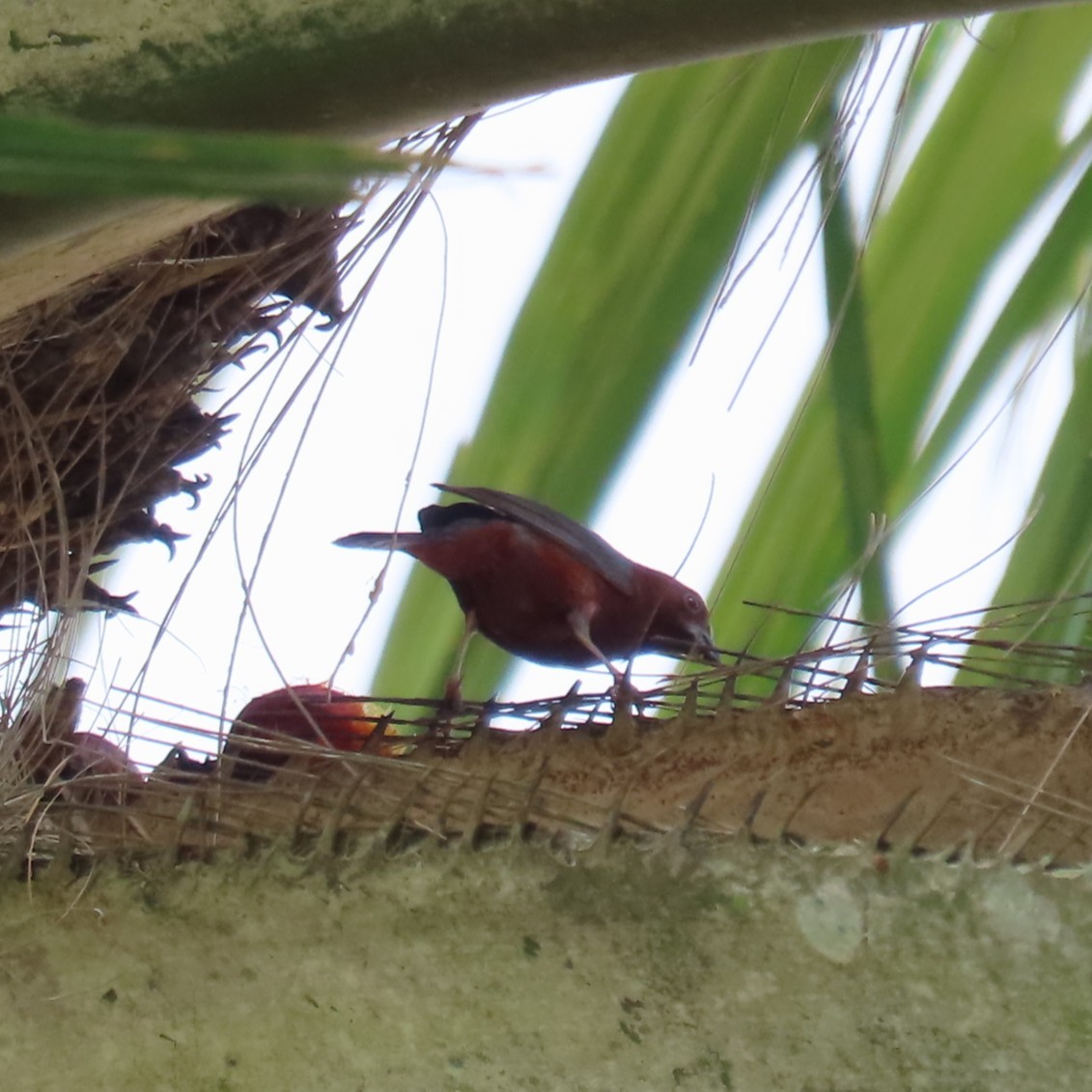 Chestnut-breasted Nigrita - ML638871617