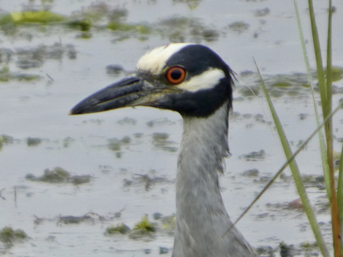 Yellow-crowned Night Heron - ML638871629