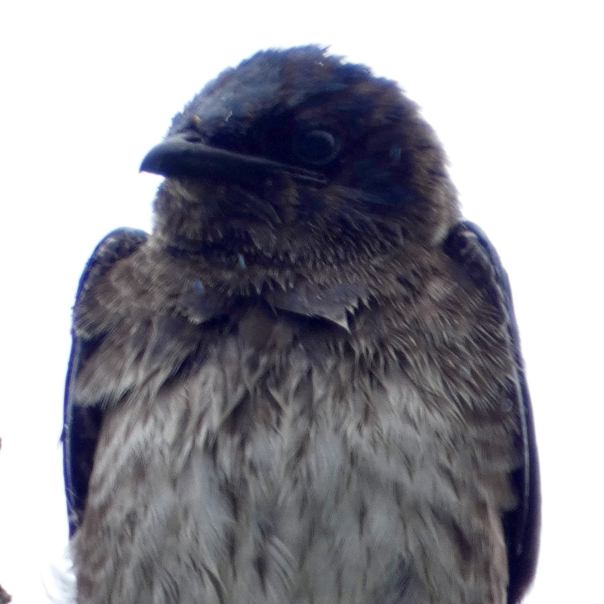 Purple Martin - ML638871644