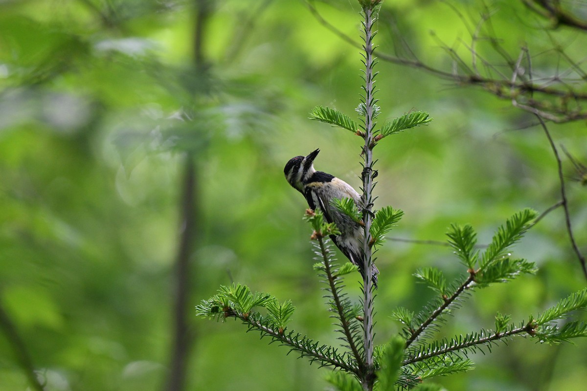 Yellow-bellied Sapsucker - ML638871682