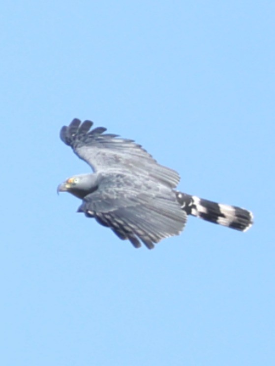 Hook-billed Kite - ML638871692