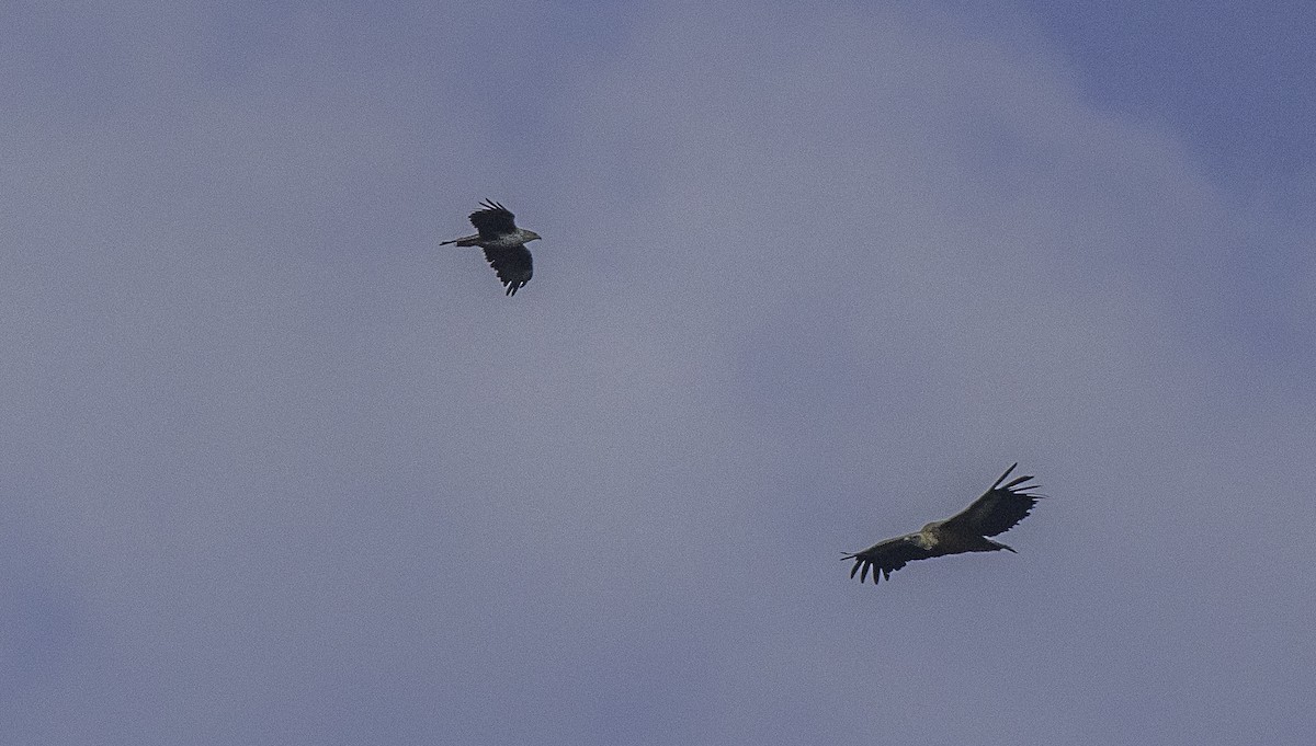 Bonelli's Eagle - ML638871695