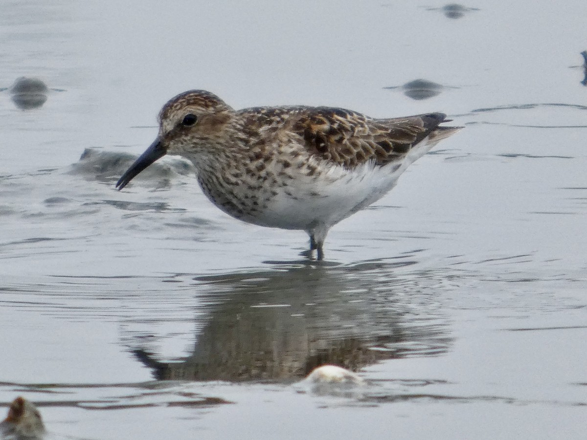 Least Sandpiper - ML638871700