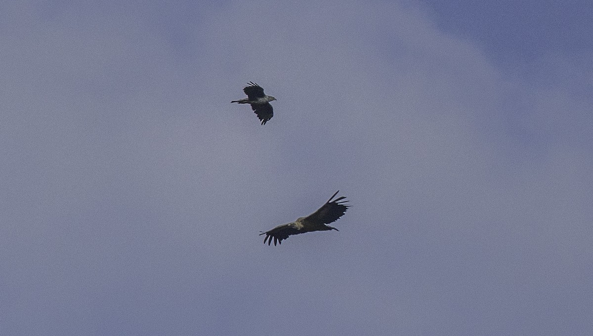 Bonelli's Eagle - ML638871703