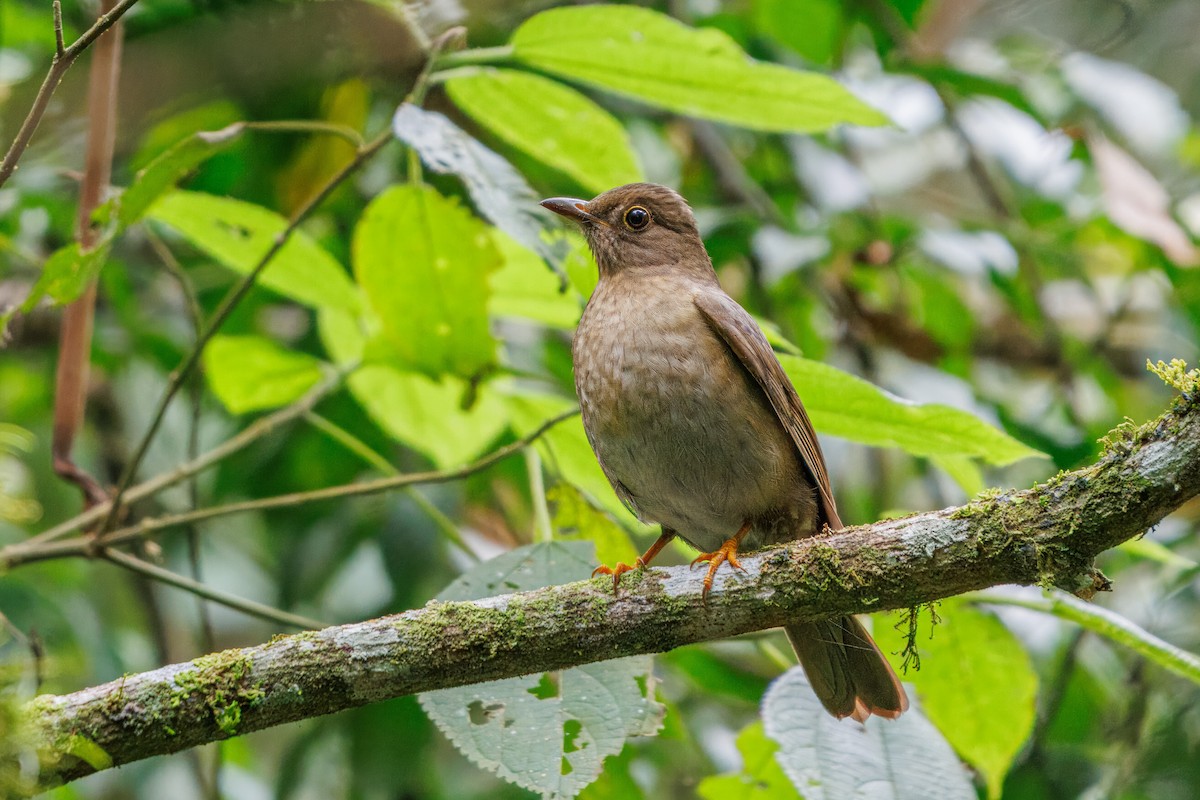 Yellow-legged Thrush - ML638871726