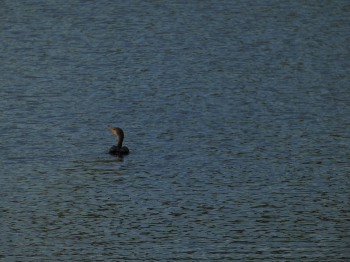 Double-crested Cormorant - ML638871752