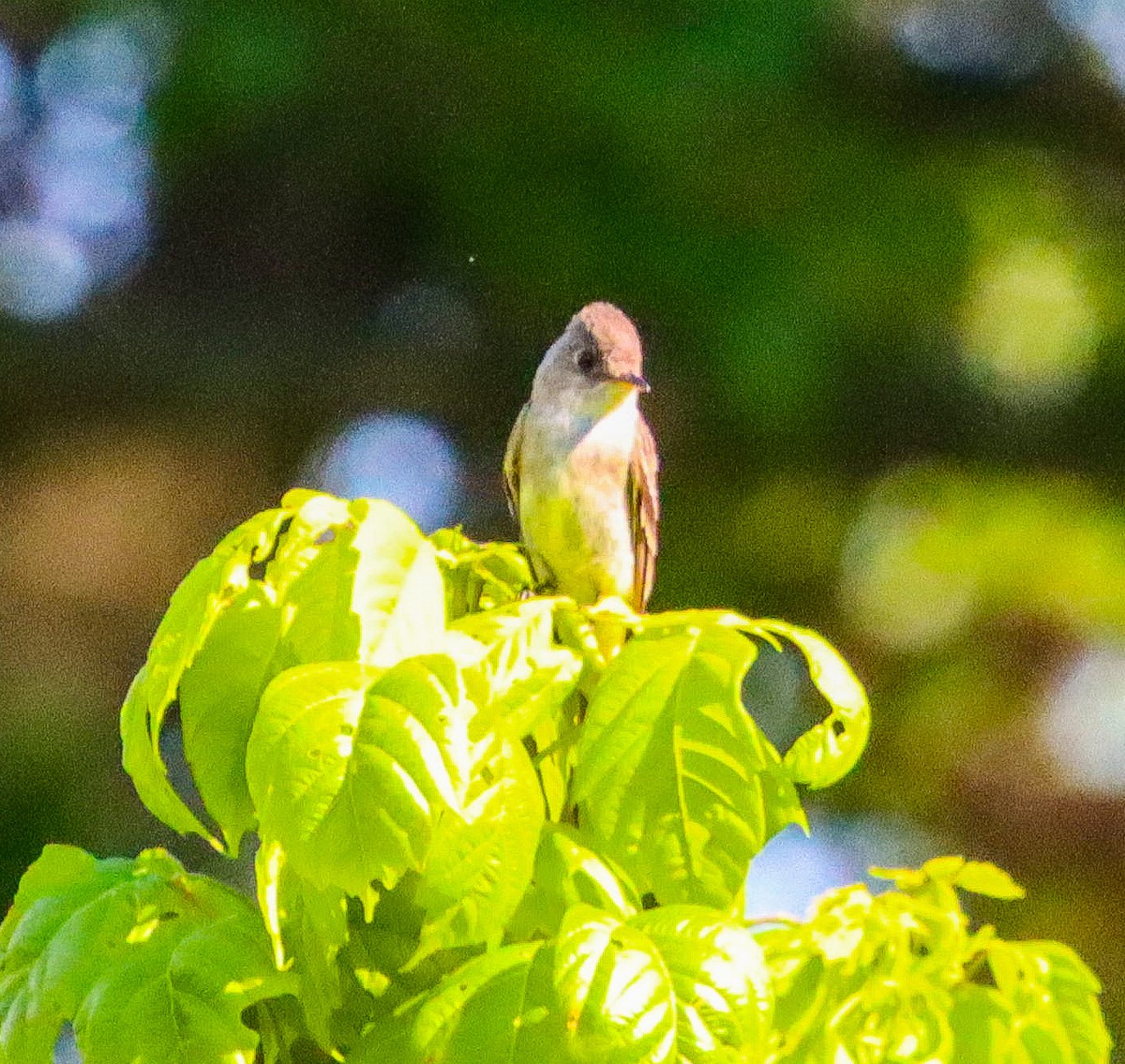 Willow Flycatcher - ML638871753