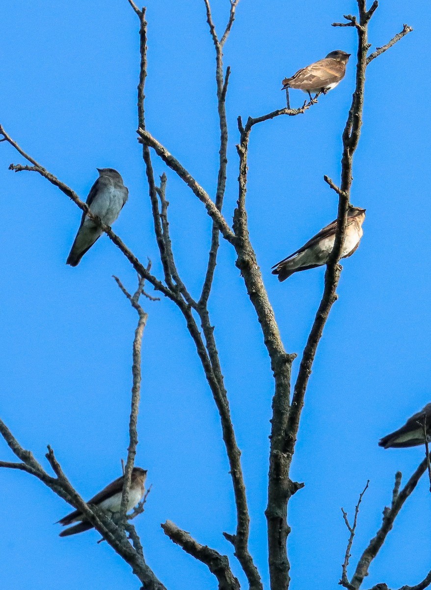 Northern Rough-winged Swallow - ML638871768